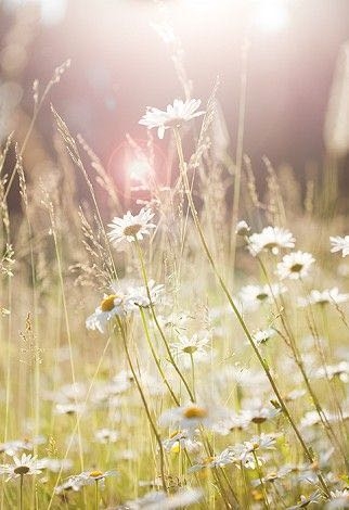 wildflowers