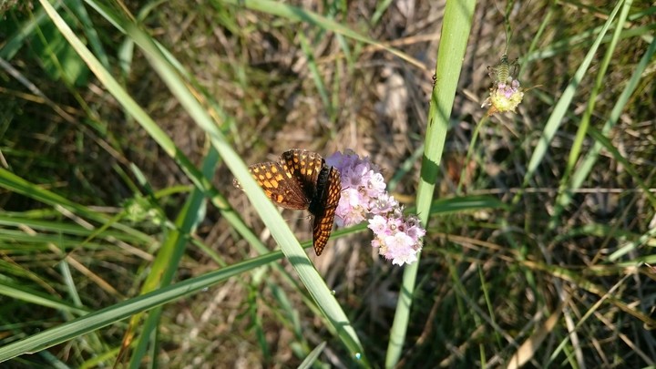 Butterfly