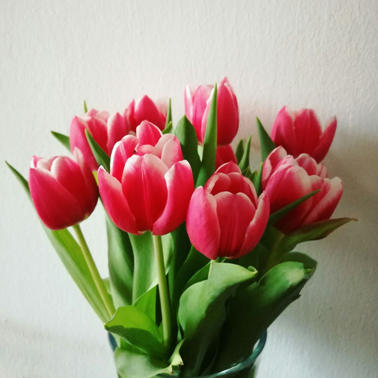 tulips