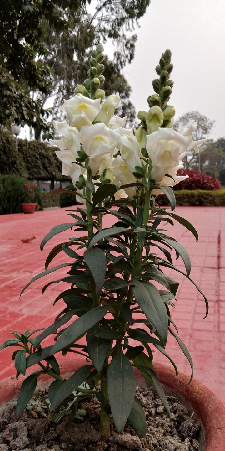 White Flower