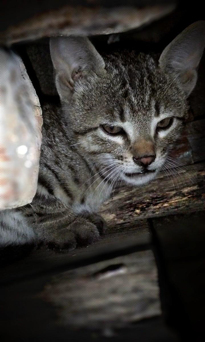 cat