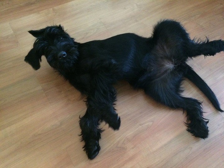 Sweet dog <3