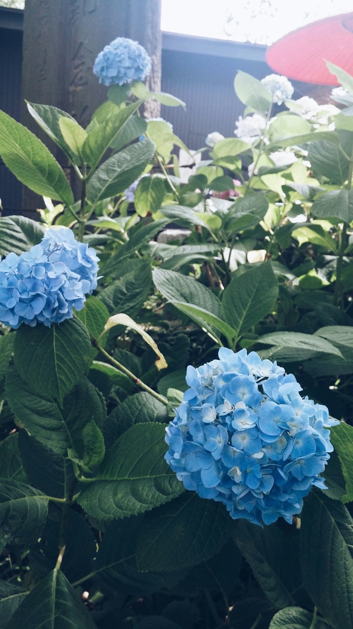 水色紫陽花