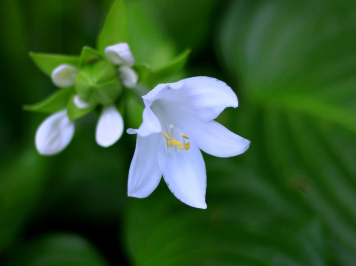 Flowers and buds hosts