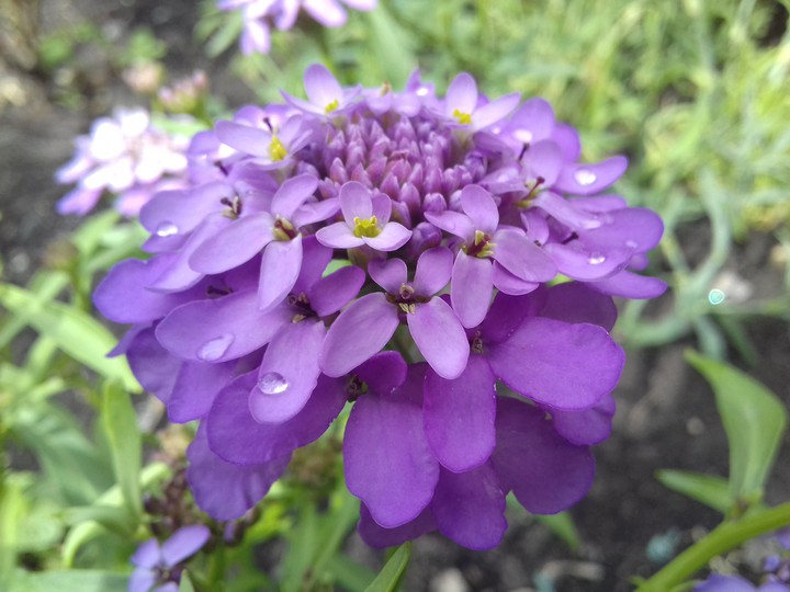 ?small drops on a small flower?