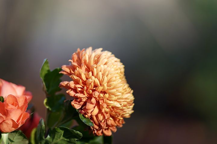 chrysanthmum flower
