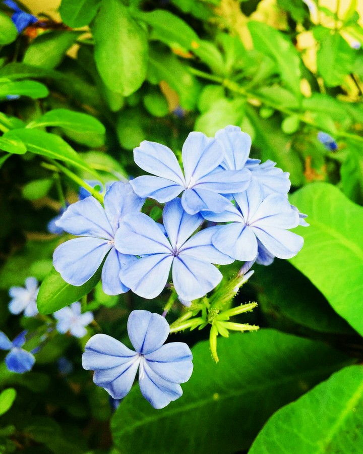 Blue Flower
