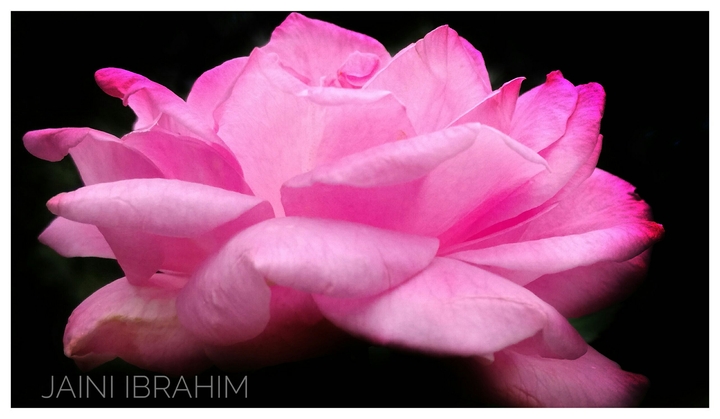 rose