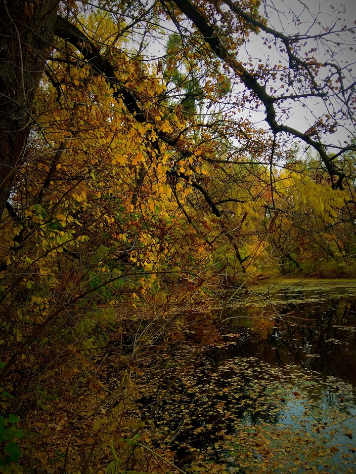 Nice Trees and lake