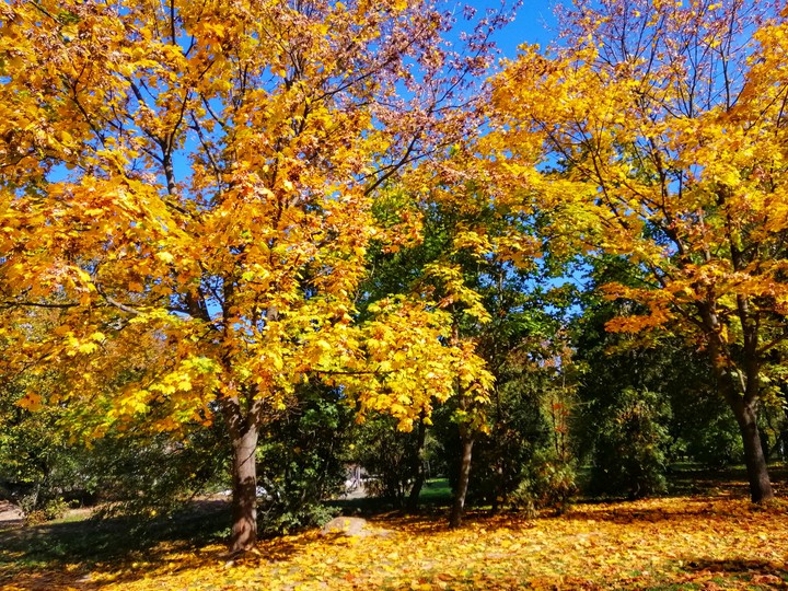 tree
