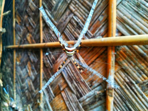 spider