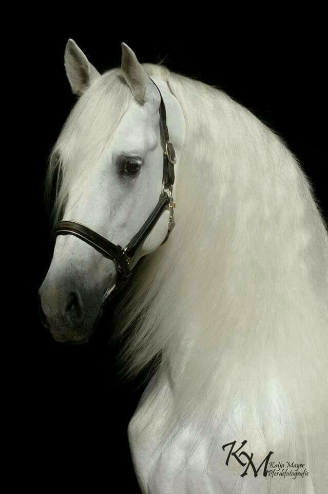 Belleza