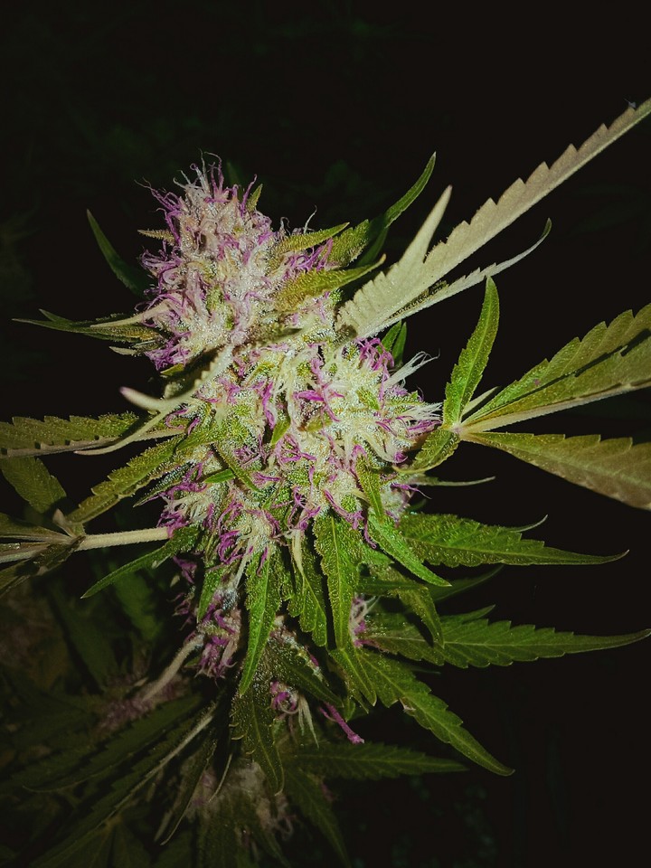 PurpleTraitor
