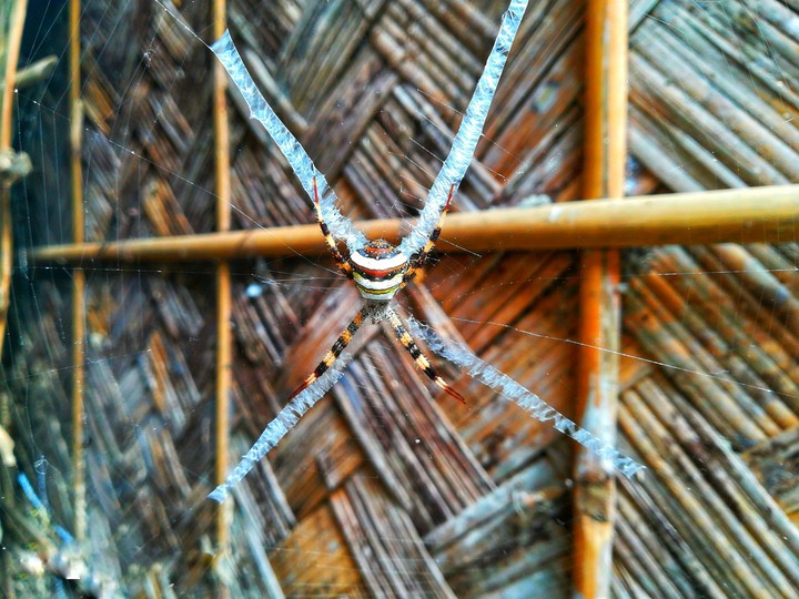 spider