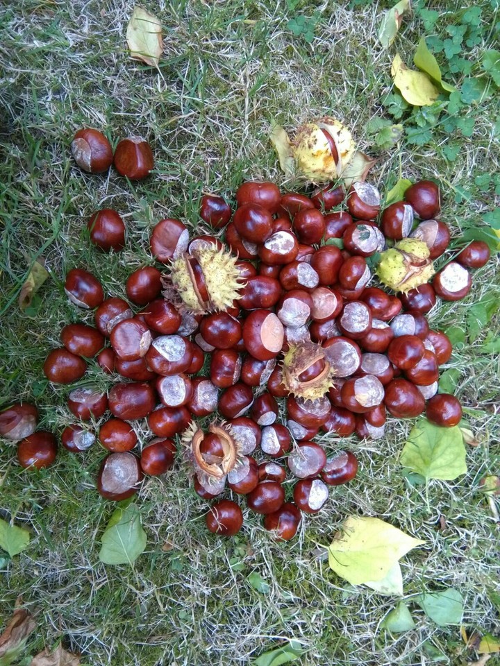 kasztany