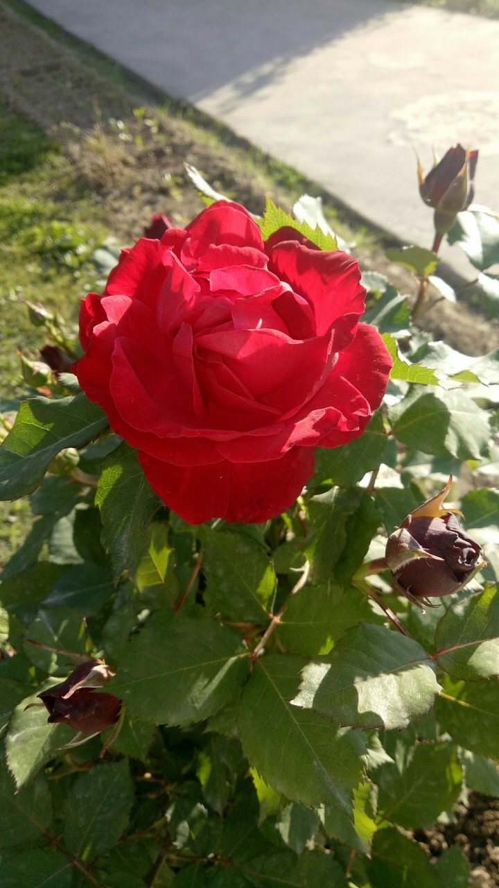 rose