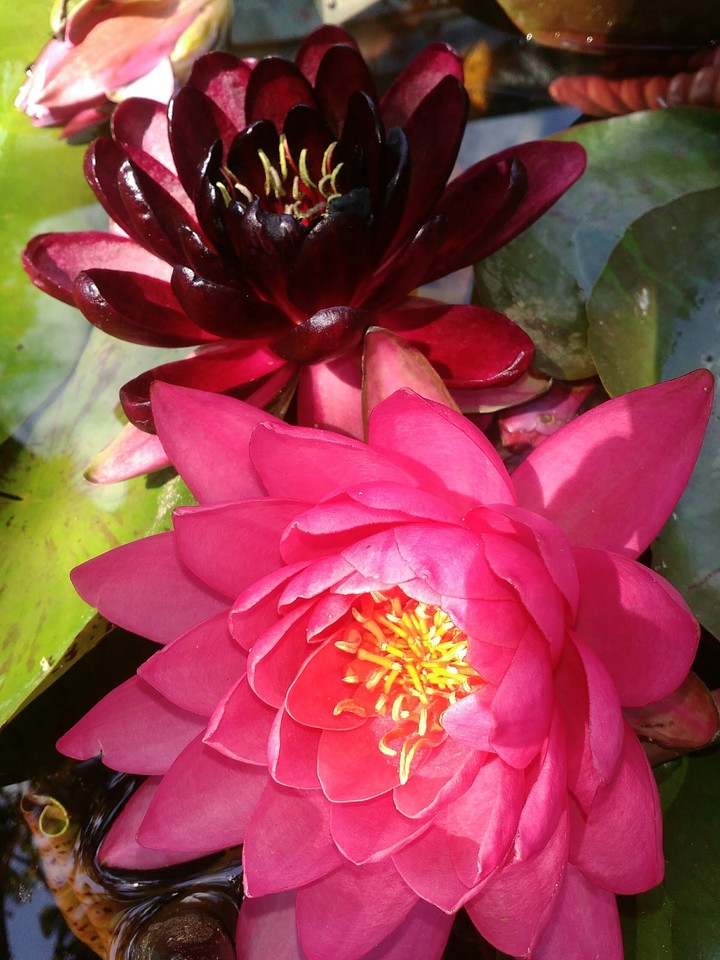 Lotus nymphea