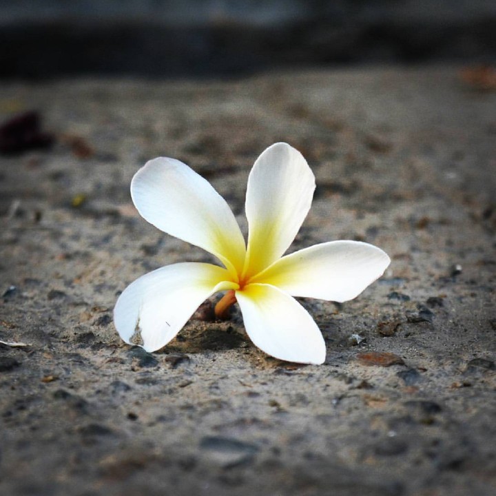 Nature Gift even after off