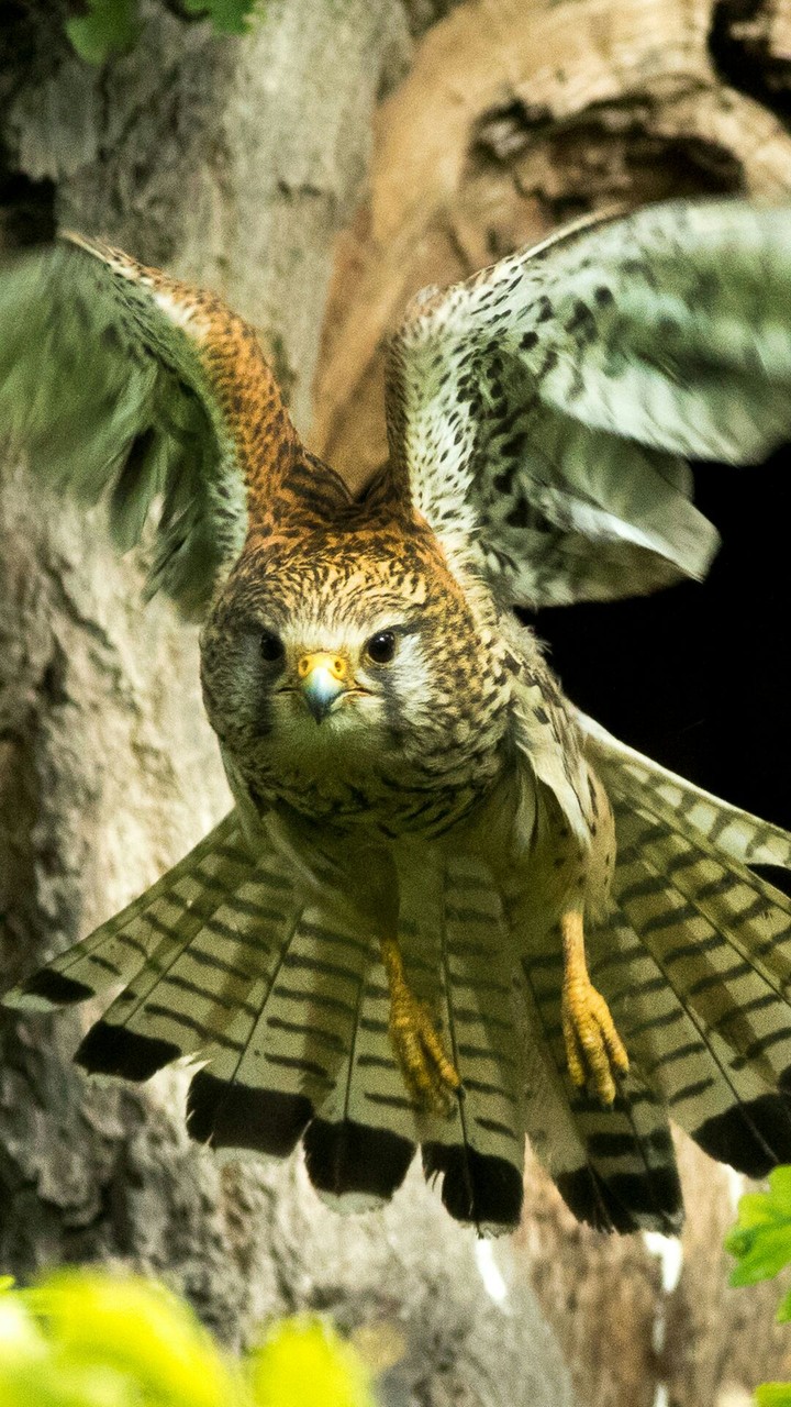 owl