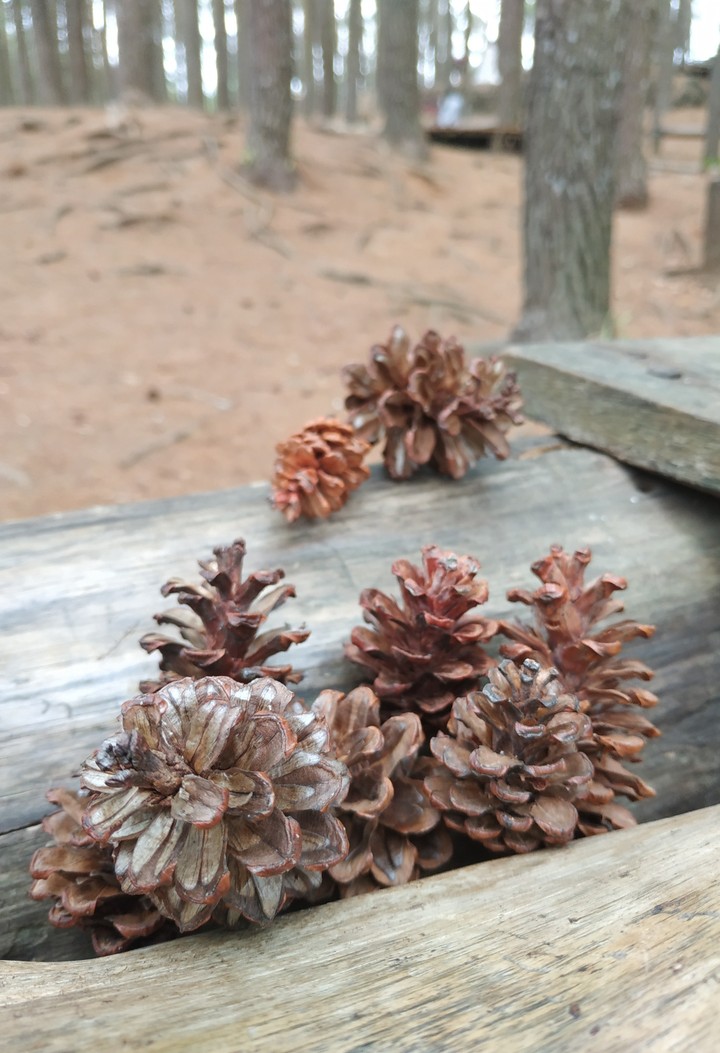 Pine Cone Gathering
