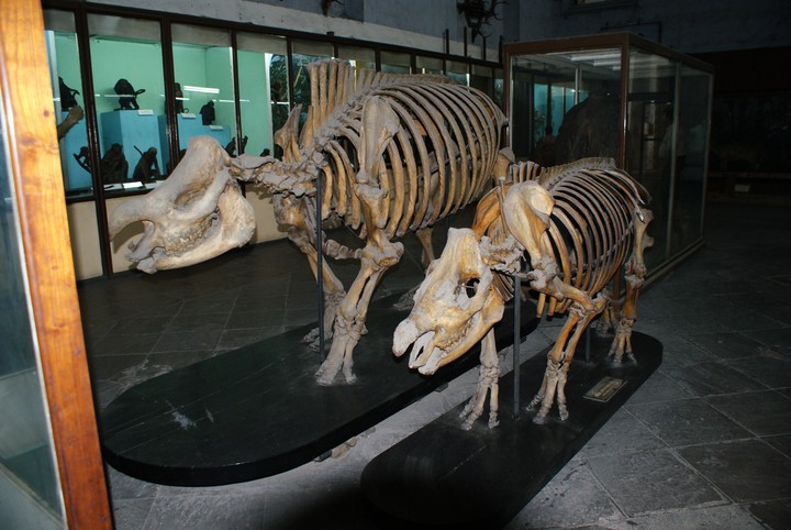 Human Bone