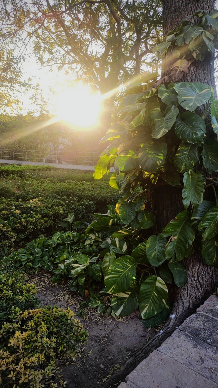 Sunkissed morning's