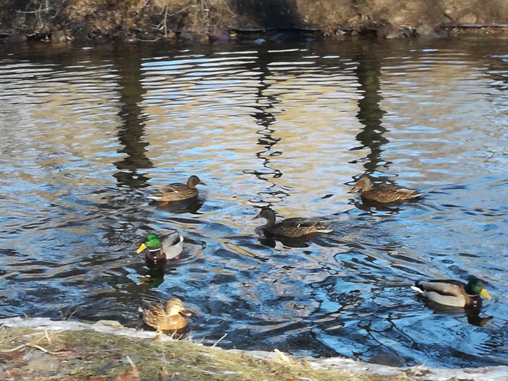 Ducks