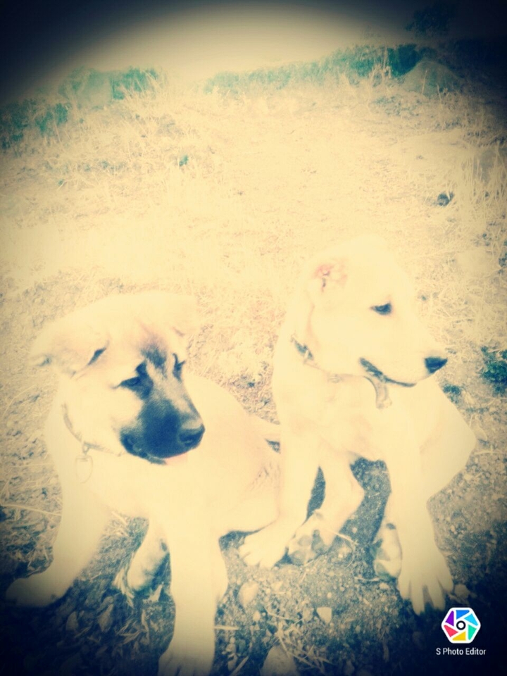 kangal