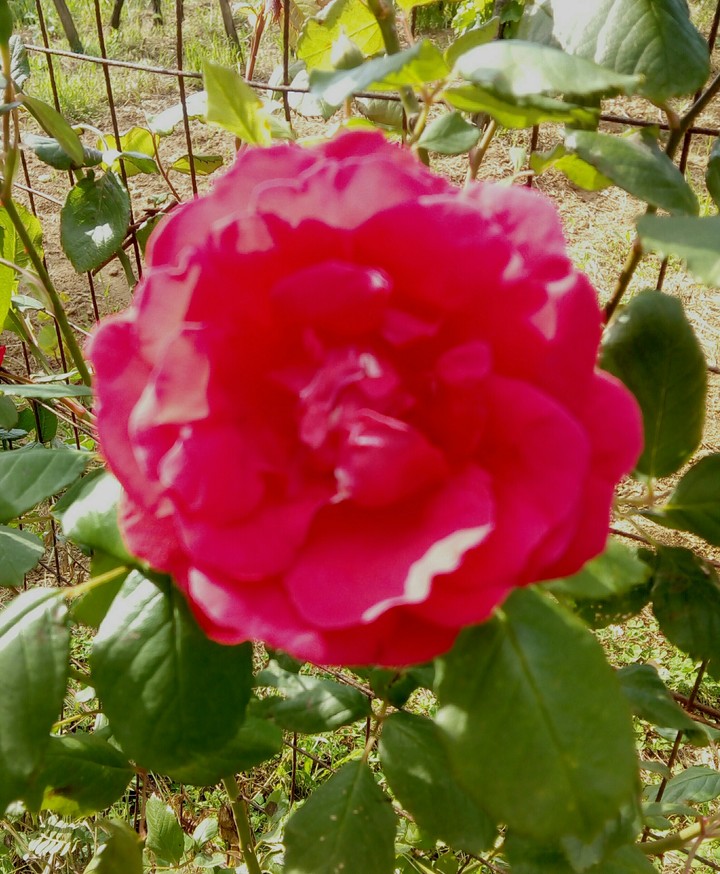 rose