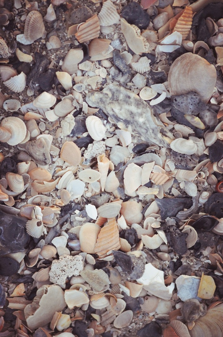 seashells