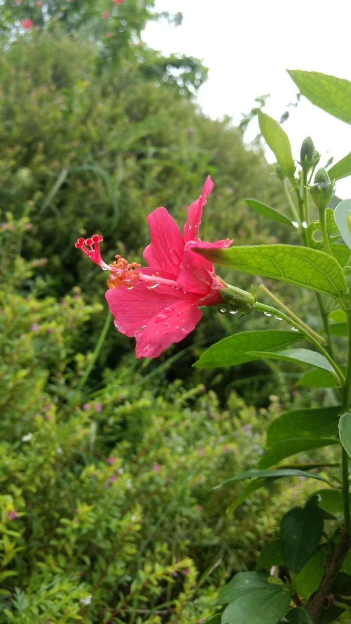 flower