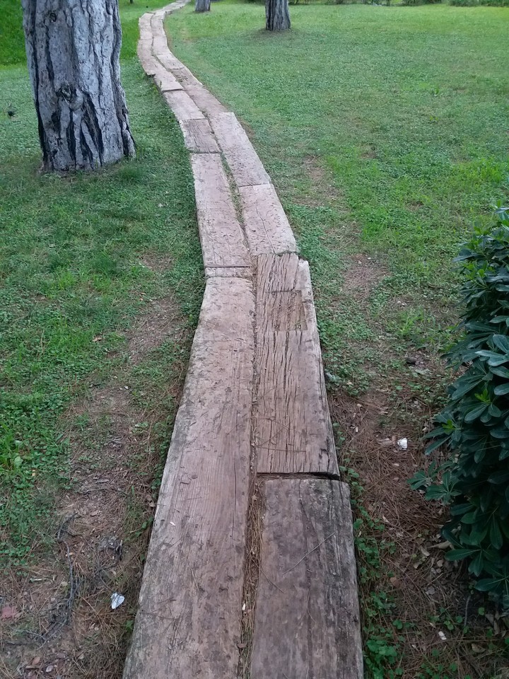 ağaçlara giden yol