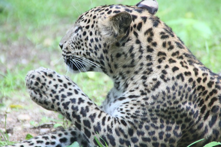 Panther