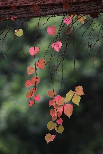 Autumn beauties