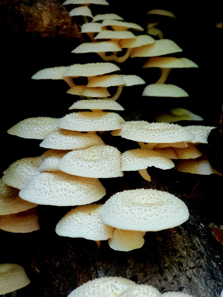 mushroom