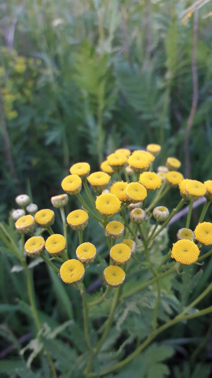 Wildflowers