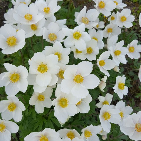 whiteflowers