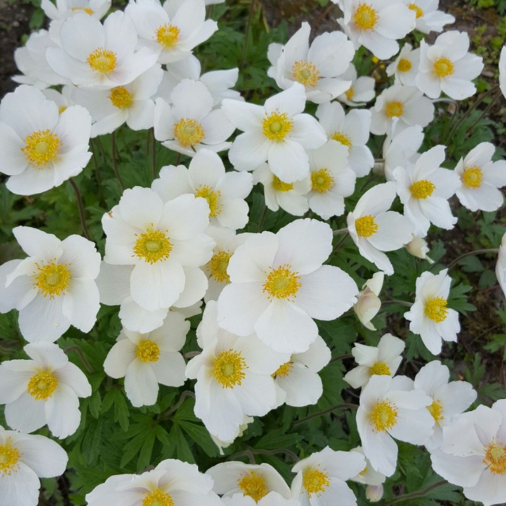 whiteflowers