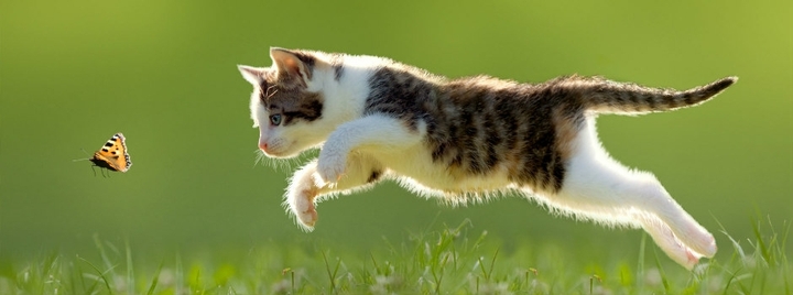 cat
