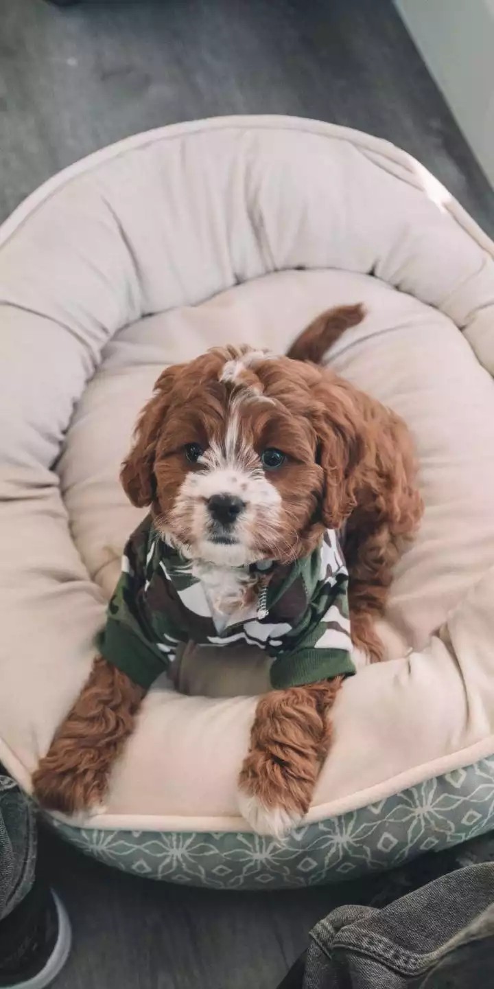 doggy