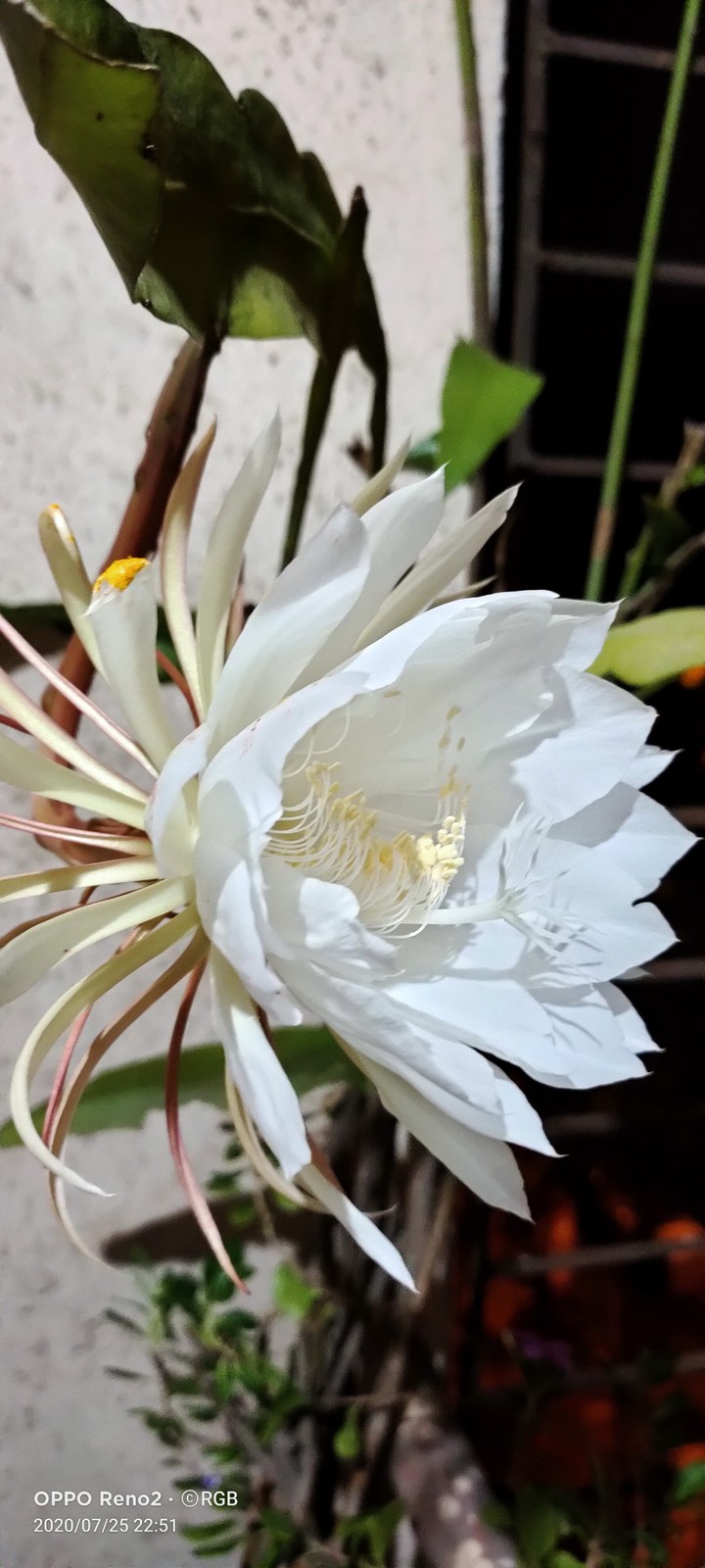 White Flower