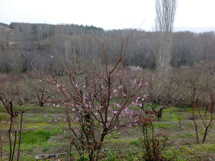 spring