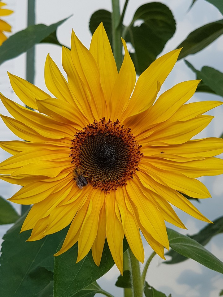 Sunflower