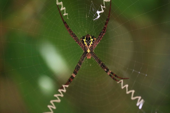 Spider