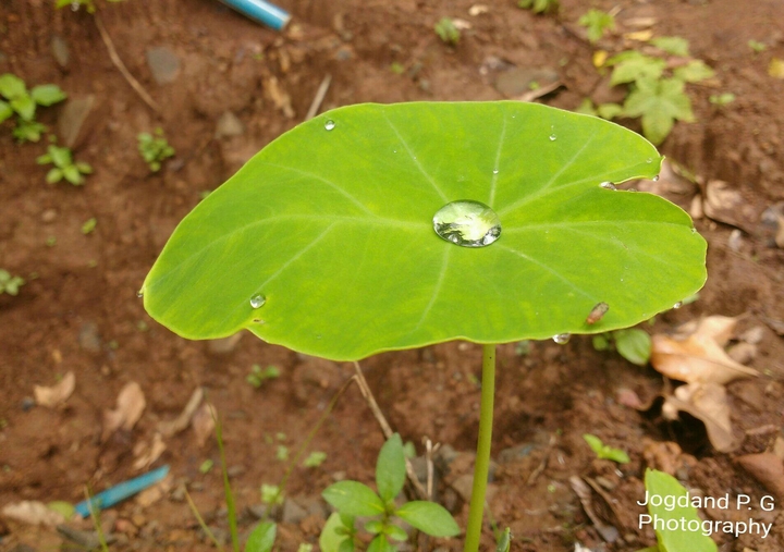 Droplet on Leaf