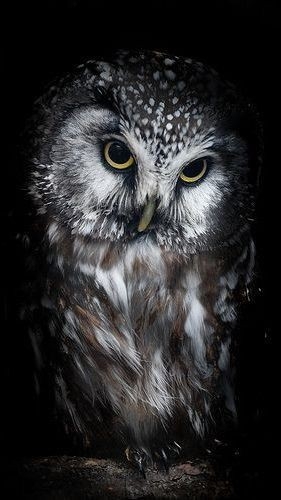the owl