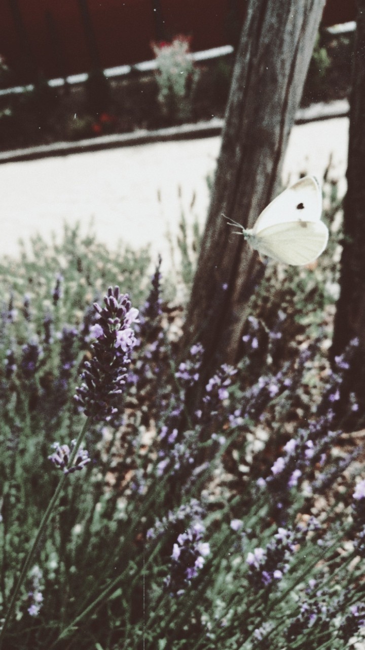 The  Wonderfull Butterfly