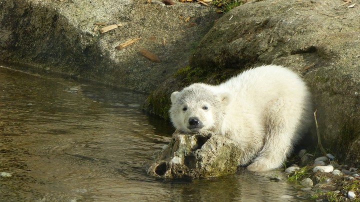 Tierpark Hellabrunn 2014