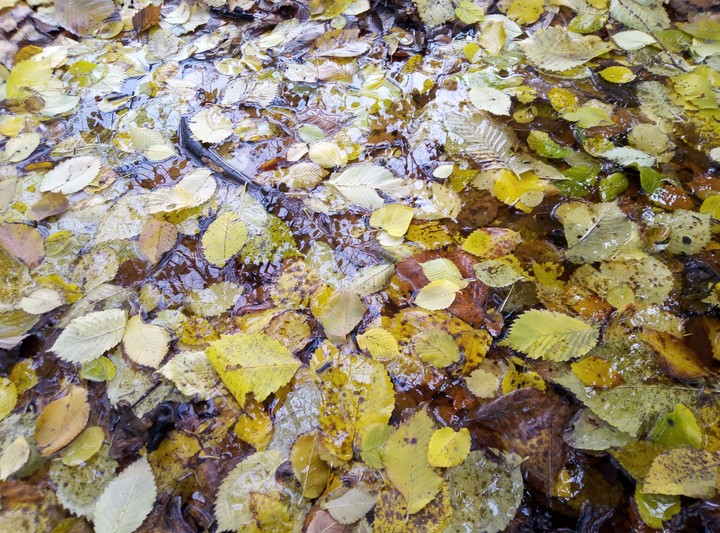 autumn