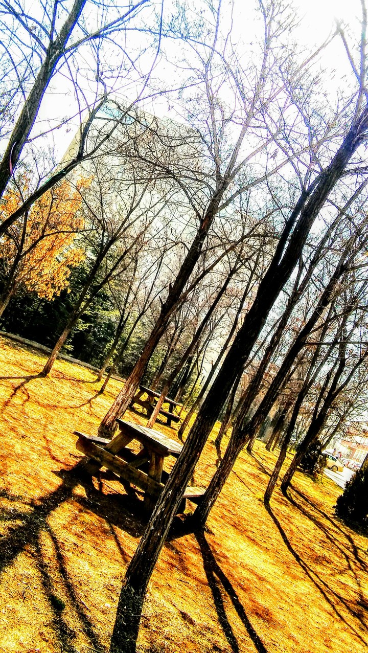 garden..